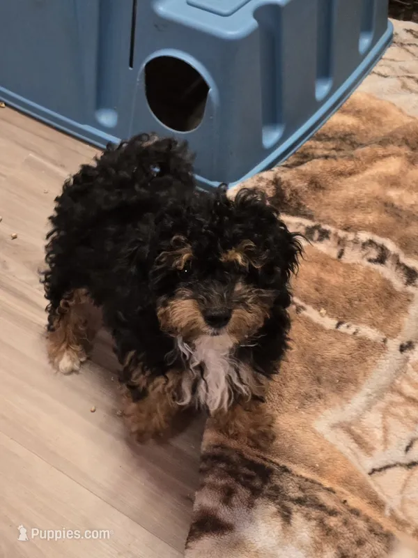 Henry – Yorkipoo puppy for sale in Scottsville, VA