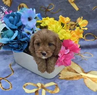 Squid, a male Cavapoo for sale in Scottsville, VA – 2 of 7