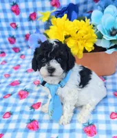 Oscar, a male Yorkipoo for sale in Scottsville, VA – 3 of 4