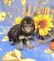 Pax, a male Havanese for sale in Scottsville, VA – 3 of 4