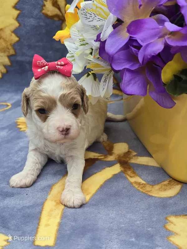 Island – Cavapoo puppy for sale in Scottsville, VA
