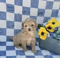 Pooh, a male Maltipoo for sale in Scottsville, VA – 7 of 7