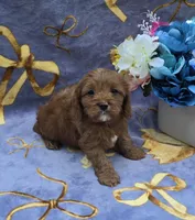 Squid, a male Cavapoo for sale in Scottsville, VA – 6 of 7