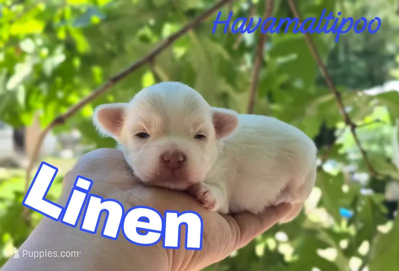 Linen – Maltipoo, Havapoo puppy for sale in Scottsville, VA