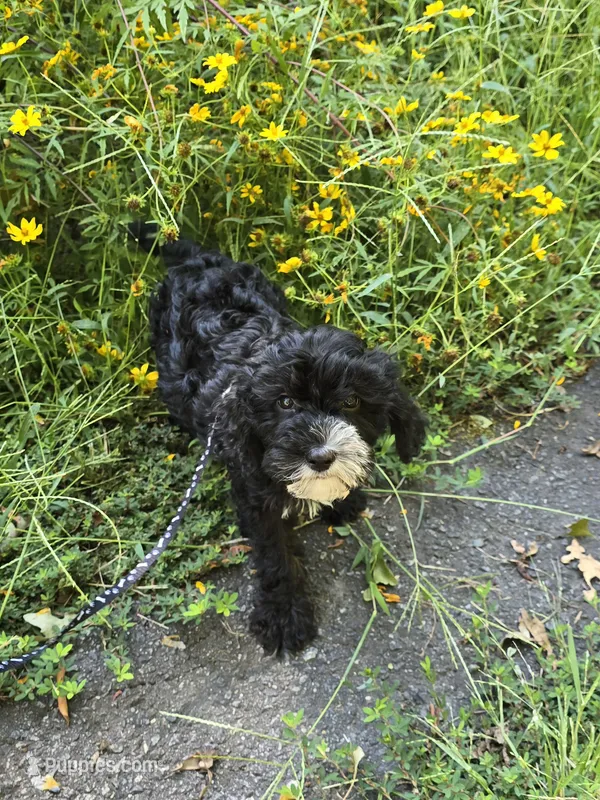 Otter  – Cavapoo puppy for sale in Scottsville, VA