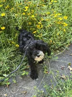 Otter , a male Cavapoo for sale in Scottsville, VA – 2 of 6