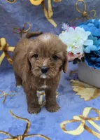 Star, a female Cavapoo for sale in Scottsville, VA – 7 of 7