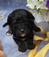 Eclair, a male Cavapoo for sale in Scottsville, VA – 2 of 4