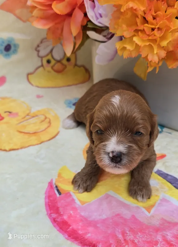 Angelfish – Cavapoo puppy for sale in Scottsville, VA