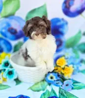 Derby, a male Havapoo for sale in Scottsville, VA – 4 of 10