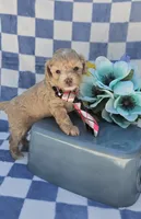 Pooh, a male Maltipoo for sale in Scottsville, VA – 1 of 7