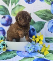 Colby, a male Bichon Frise and Poodle - Toy  for sale in Scottsville, VA – 1 of 5