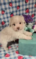 Linen, a male Maltipoo and Havapoo for sale in Scottsville, VA – 10 of 10