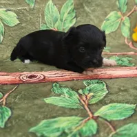 Shade, a male Maltipoo and Havapoo for sale in Scottsville, VA – 4 of 4