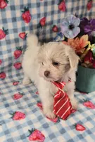 Linen, a male Maltipoo and Havapoo for sale in Scottsville, VA – 6 of 10