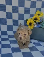 Pooh, a male Maltipoo for sale in Scottsville, VA – 3 of 7