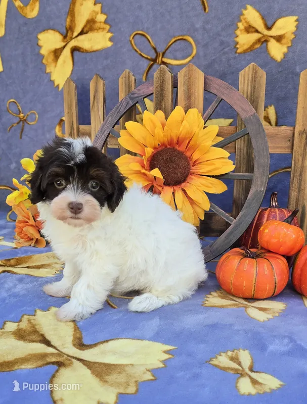 Paisley  – Havapoo puppy for sale in Scottsville, VA