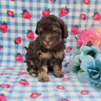 Pluto , a male Havapoo for sale in Scottsville, VA – 1 of 2