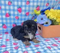 Henry, a male Yorkipoo for sale in Scottsville, VA – 4 of 4