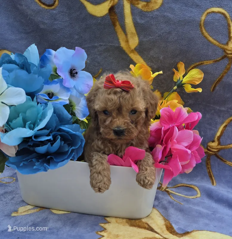 Tropical  – Cavapoo puppy for sale in Scottsville, VA
