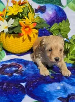 Sloane, a male Maltipoo for sale in Scottsville, VA – 5 of 6
