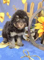 Pax, a male Havanese for sale in Scottsville, VA – 2 of 4