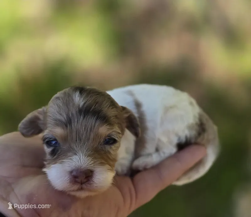Indigo – Maltipoo puppy for sale in Scottsville, VA