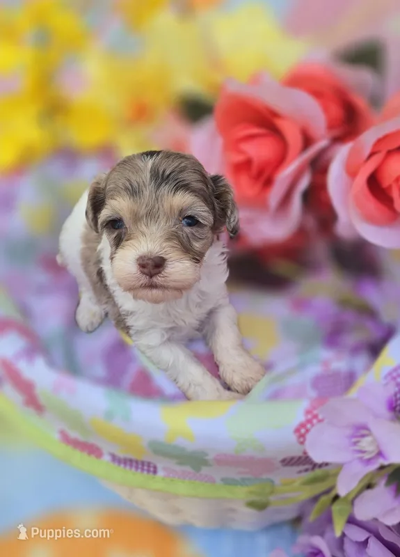 Indigo – Maltipoo puppy for sale in Scottsville, VA