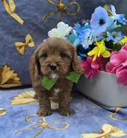 Squid, a male Cavapoo for sale in Scottsville, VA – 5 of 7