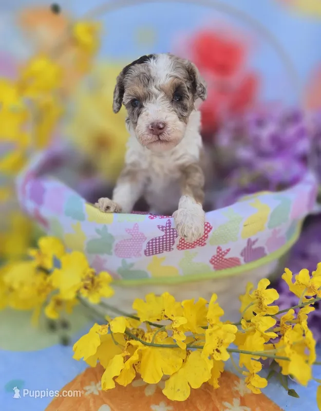 kiton – Maltipoo puppy for sale in Scottsville, VA