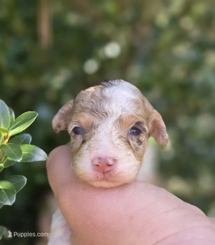 kiton – Maltipoo puppy for sale in Scottsville, VA