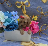 Tropical , a female Cavapoo for sale in Scottsville, VA – 4 of 6