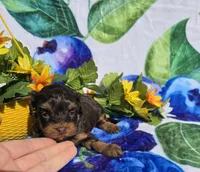 Jewls, a female Maltipoo for sale in Scottsville, VA – 2 of 9