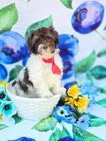 Derby, a male Havapoo for sale in Scottsville, VA – 9 of 10