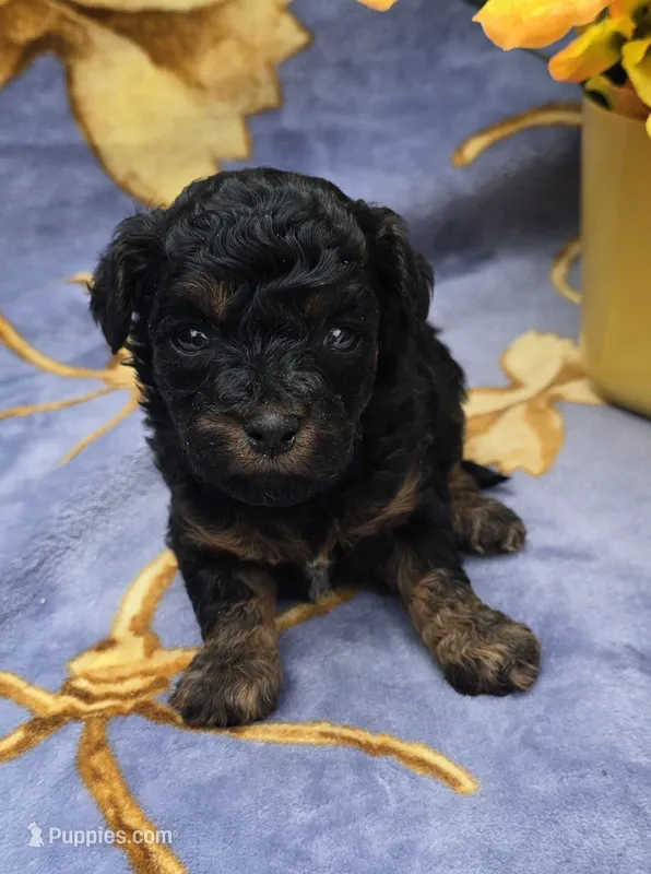 Fiji – Cavapoo puppy for sale in Scottsville, VA