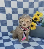 Pooh, a male Maltipoo for sale in Scottsville, VA – 5 of 7