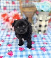 Kaymoi, a female Maltipoo for sale in Scottsville, VA – 3 of 4