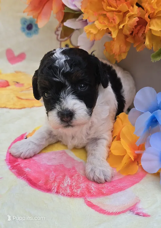 Oscar – Yorkipoo puppy for sale in Scottsville, VA
