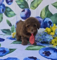 Jack, a male Bichon Frise and Poodle - Toy  for sale in Scottsville, VA – 4 of 5