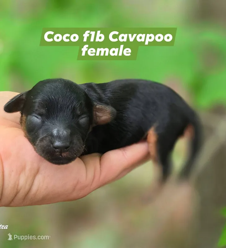 Coco – Cavapoo puppy for sale in Scottsville, VA