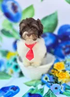 Derby, a male Havapoo for sale in Scottsville, VA – 3 of 10