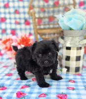 Kaymoi, a female Maltipoo for sale in Scottsville, VA – 4 of 4
