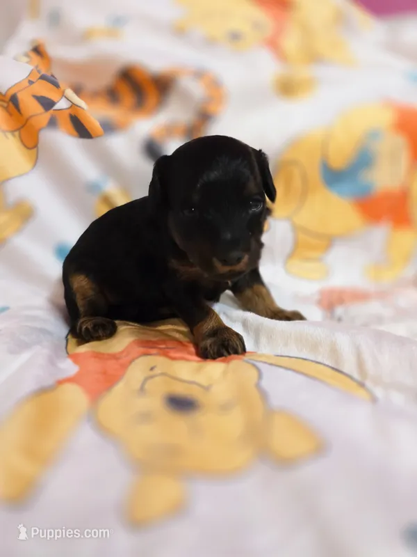 Coco – Cavapoo puppy for sale in Scottsville, VA