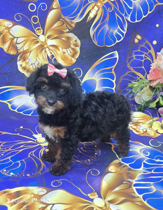 Eclair – Cavapoo puppy for sale in Scottsville, VA
