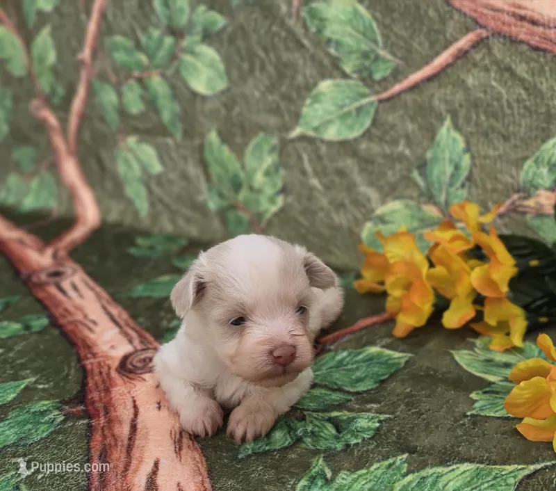 Blanca – Maltipoo, Havapoo puppy for sale in Scottsville, VA