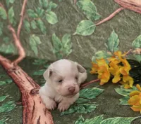 Blanca, a female Maltipoo and Havapoo for sale in Scottsville, VA – 1 of 3