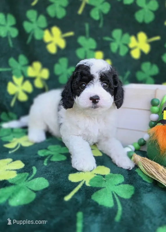 Frost – Cavapoo puppy for sale in Scottsville, VA