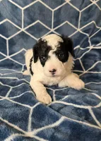 Frost, a male Cavapoo for sale in Scottsville, VA – Photo 2 of 3