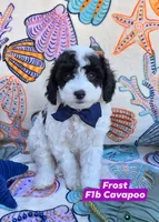 Frost, a male Cavapoo for sale in Scottsville, VA – Photo 4 of 4