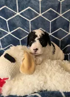 Frost, a male Cavapoo for sale in Scottsville, VA – Photo 3 of 3